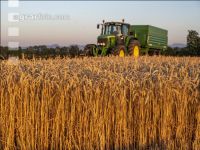 Wheat harvest 291