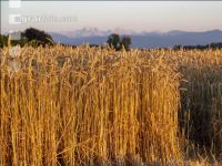 Wheat harvest 292