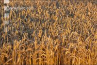 Wheat harvest 293