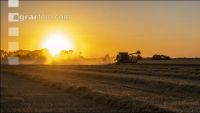 Wheat harvest 294