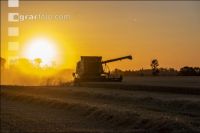 Wheat harvest 295