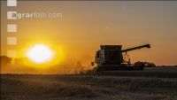 Wheat harvest 296