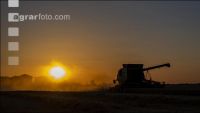 Wheat harvest 297