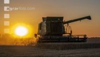 Wheat harvest 298