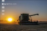 Wheat harvest 299
