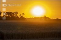 Wheat harvest 300