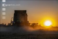 Wheat harvest 301