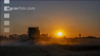 Wheat harvest 302