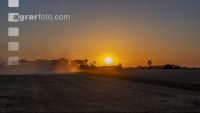 Wheat harvest 303