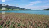 Am Irrsee 03