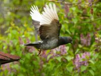 Taube im Flug