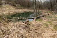 Im Reich des Bibers 6