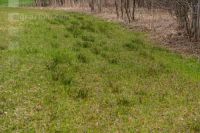 Reed grass