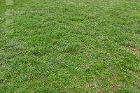 Too  much clover meadow 
