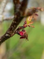 Marillenblüte abgefrostet 5
