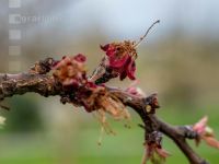 Marillenblüte abgefrostet 4