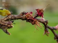 Marillenblüte abgefrostet 3
