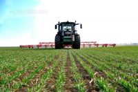Curry-comb grain 34