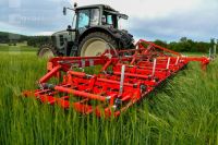 Curry-comb grain 38