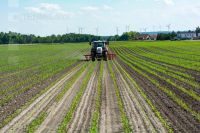Hoeing biological maize 1