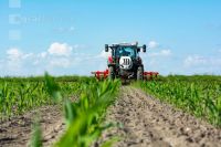 Hoeing biological maize 7