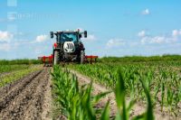 Hoeing biological maize 8