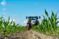 Hoeing biological maize 9