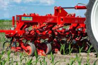 Hoeing biological maize 11
