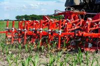 Hoeing biological maize 13