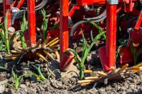 Hoeing biological maize 14