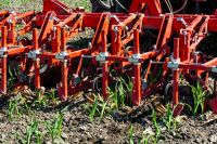 Hoeing biological maize 15