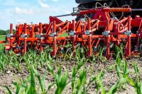 Hoeing biological maize 16