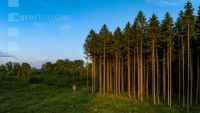 Fichten im Abendlicht 4