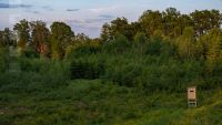 Fichten im Abendlicht 3