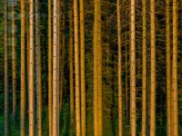 Fichten im Abendlicht 1
