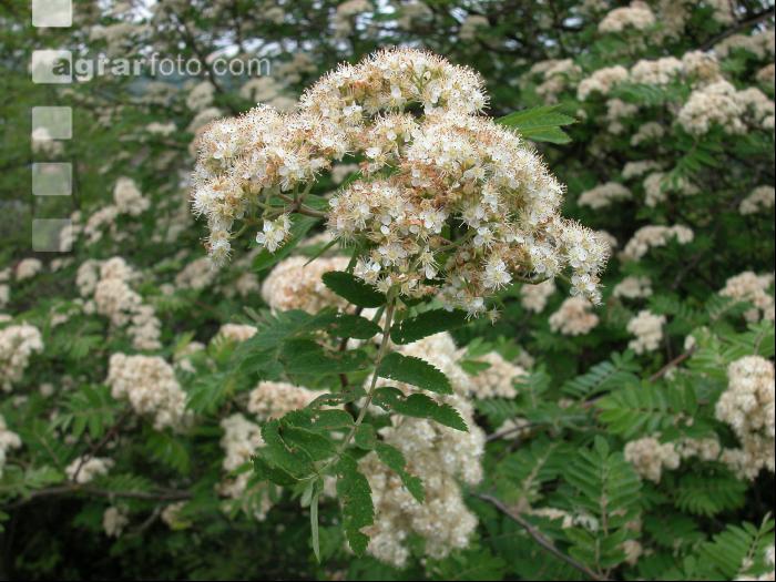 Vogelbeere Blüte 1