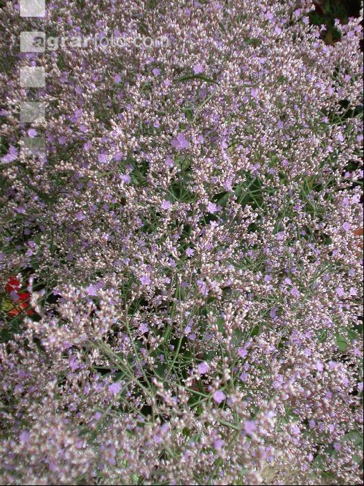Meerlavendel