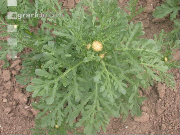 Salatchrysantheme