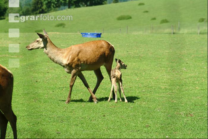 Kuh und Kalb