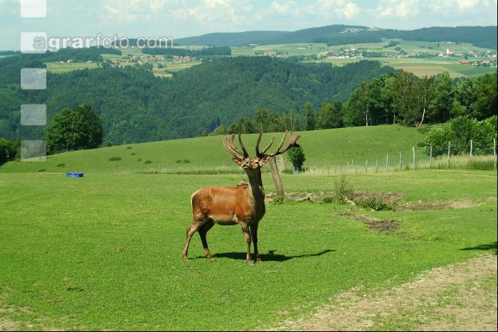 Rothirsch