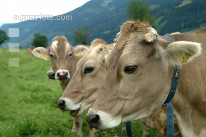 Braunvieh Weide 1