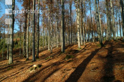 Buchenwald 15