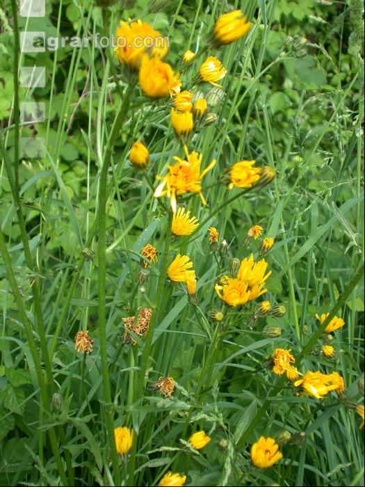 Wiesenpippau