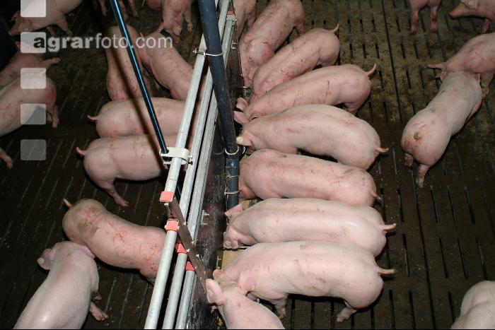 Schweine fressen 18