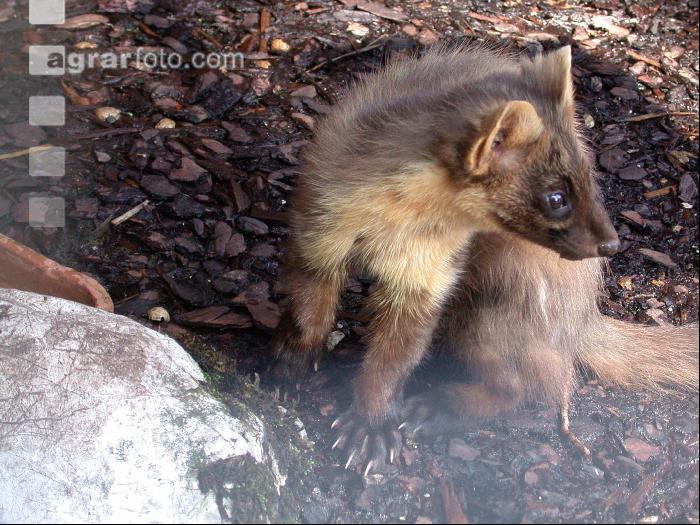 Baummarder