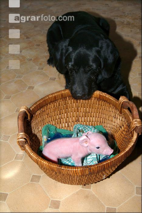 Hund und Ferkel