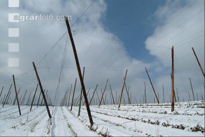 Hopfen Schnee 1