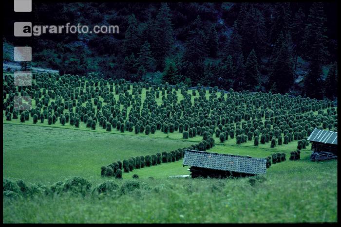 Auf der Alm 3