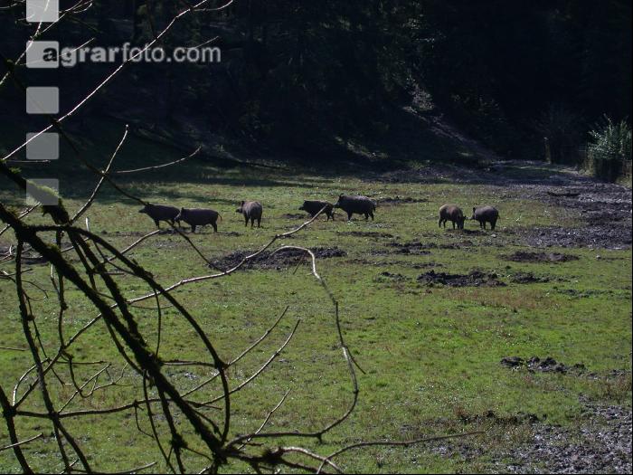 Wildschweine 16