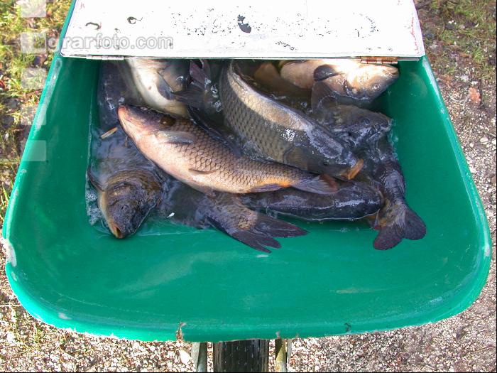 Fischfang 1